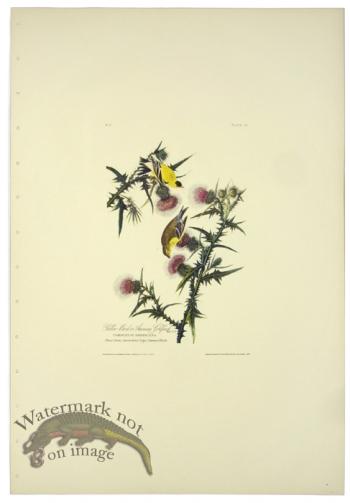 American Goldfinch L.E.